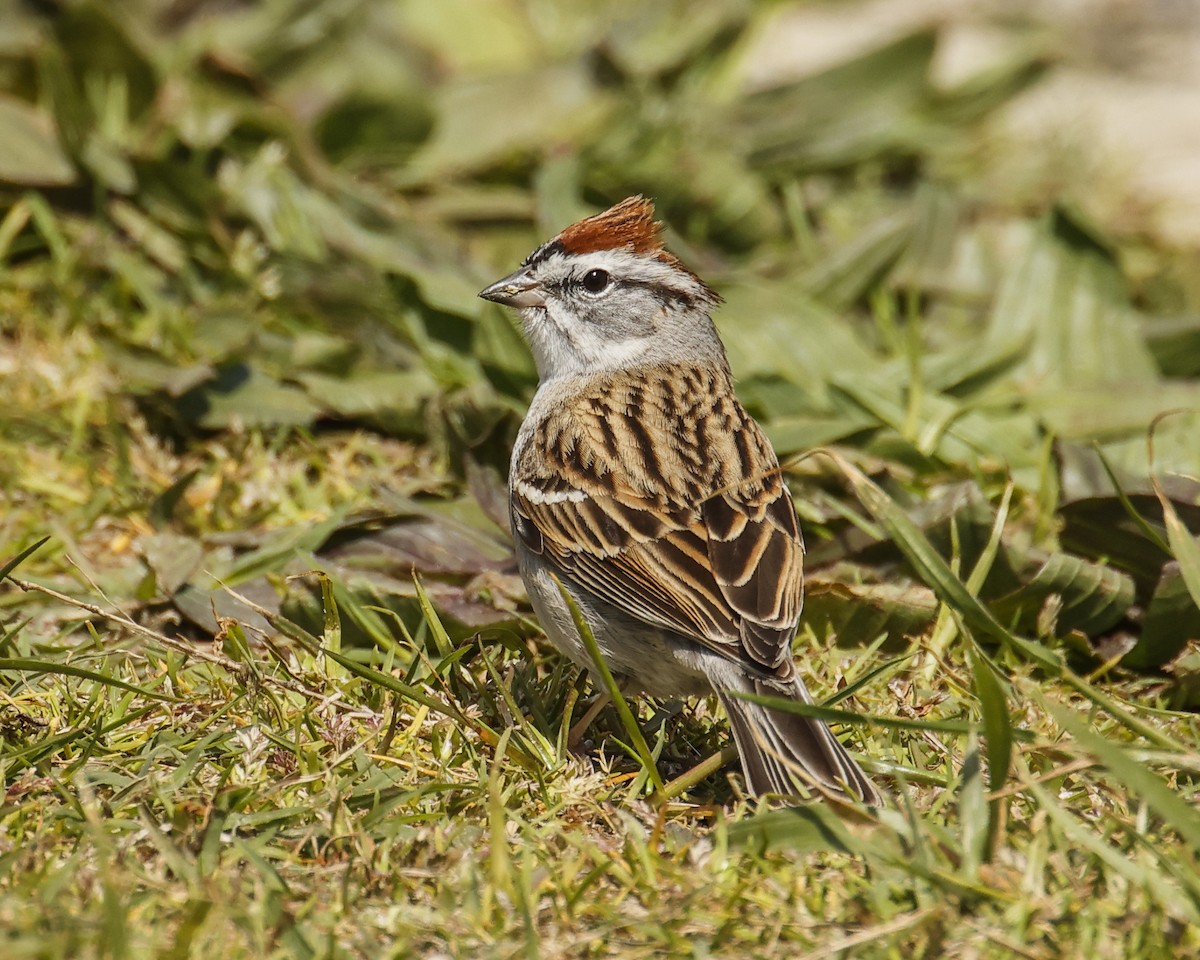 Chipping Sparrow - ML617029026