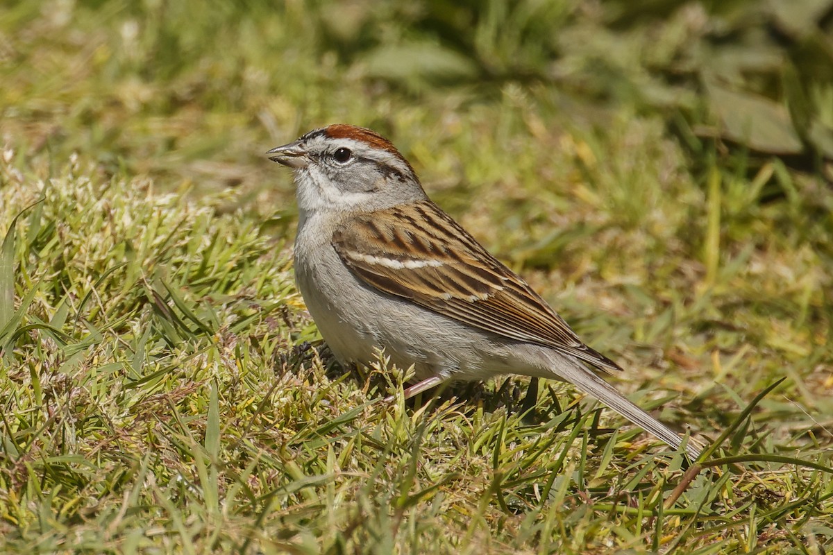 Chipping Sparrow - ML617029027