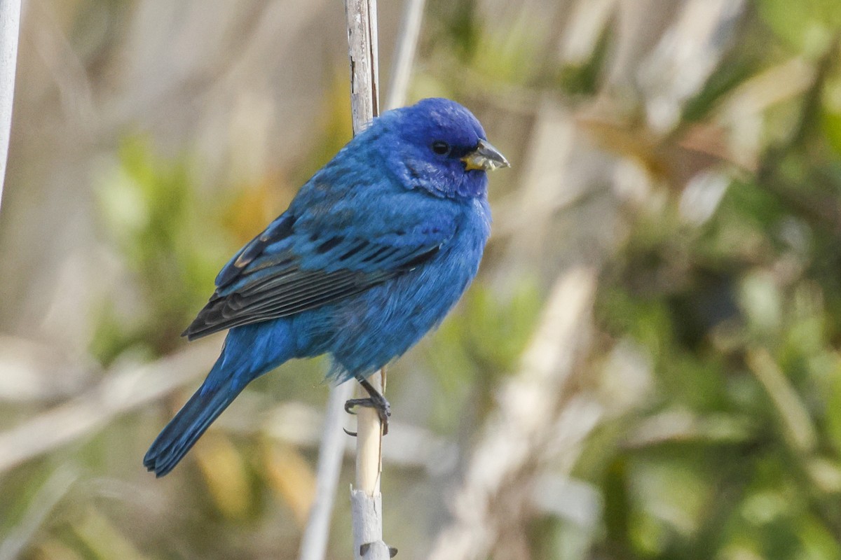 Indigo Bunting - ML617029065