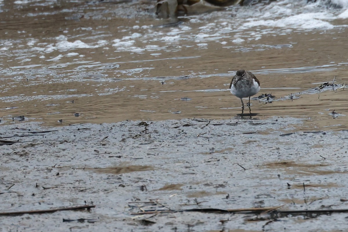 Common Sandpiper - ML617029098