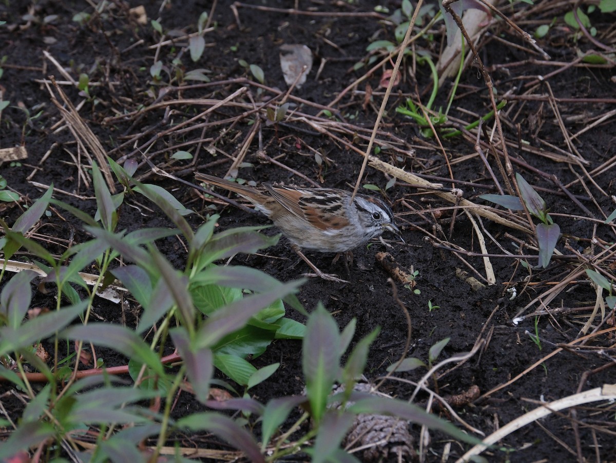 Swamp Sparrow - ML617029117