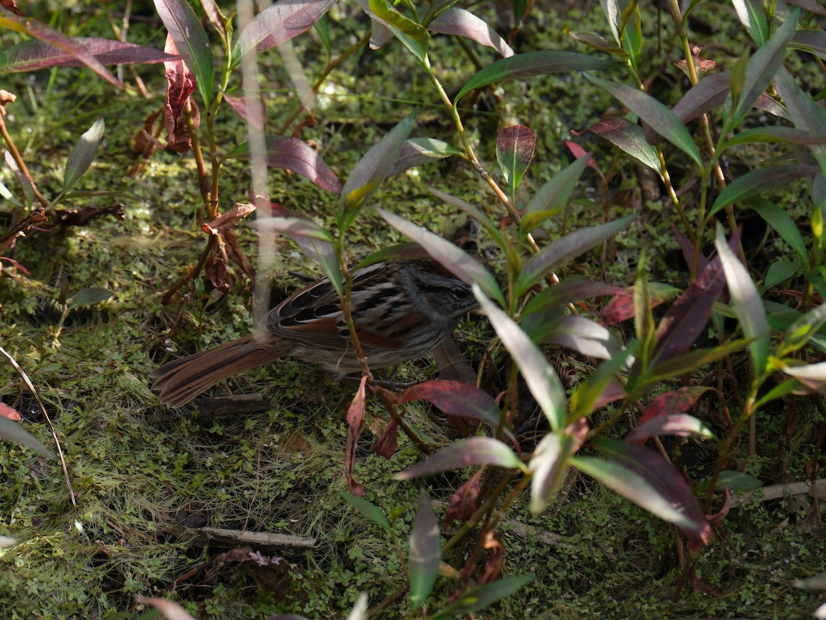 Swamp Sparrow - ML617029118