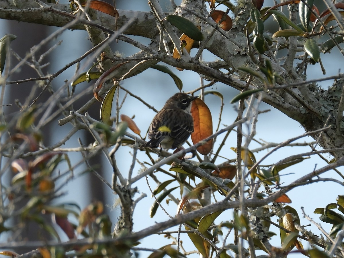 Yellow-rumped Warbler - Anonymous