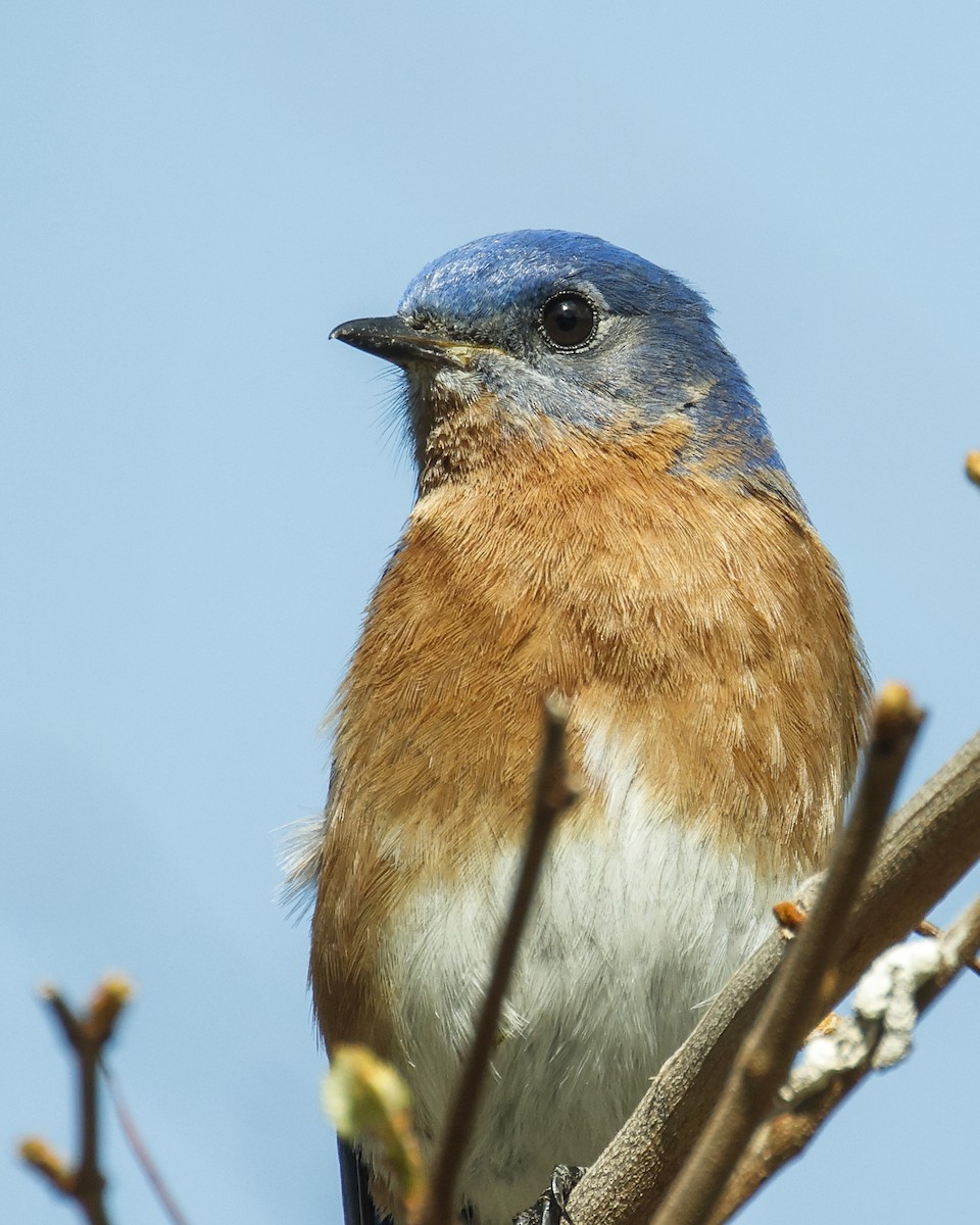 Eastern Bluebird - ML617029126