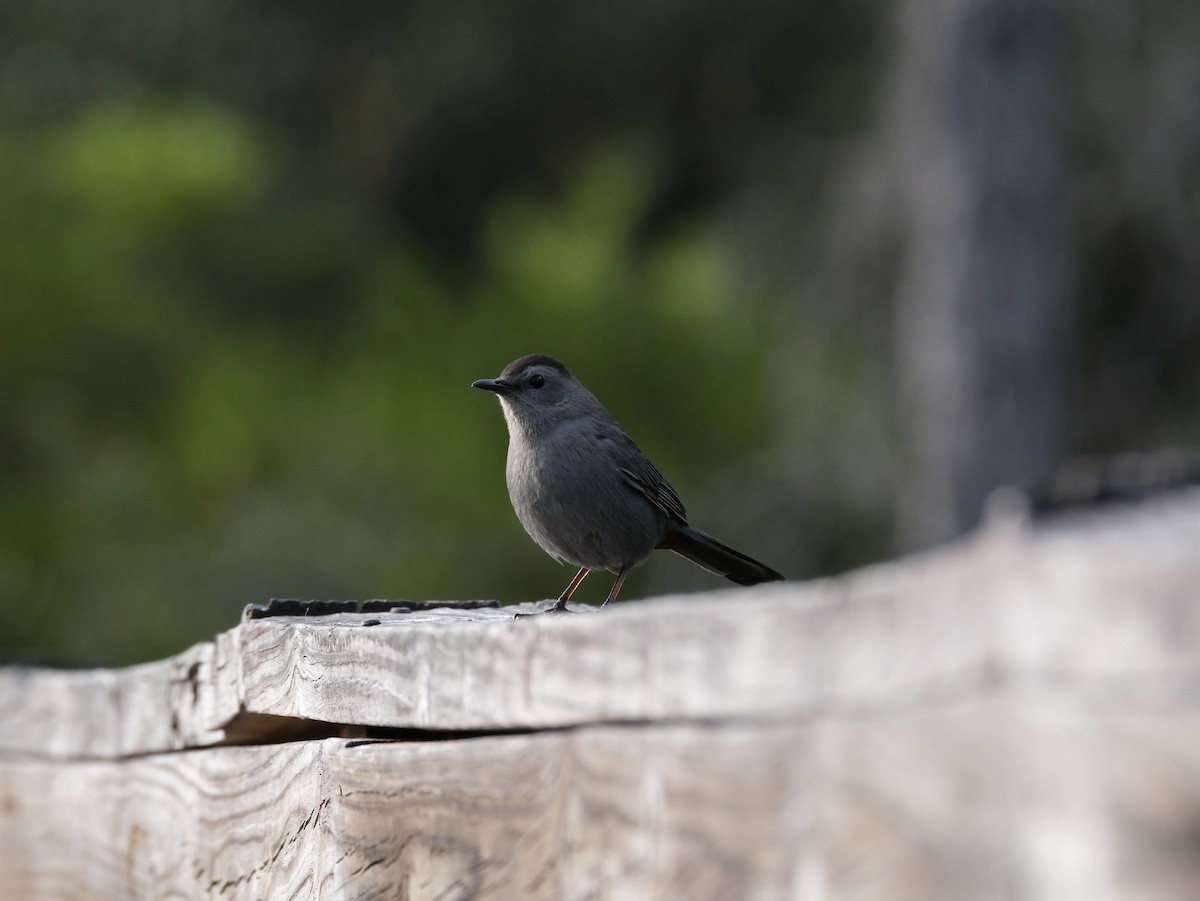 Gray Catbird - ML617029138