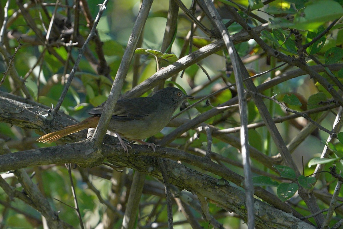 Gray-olive Greenbul - ML617029142