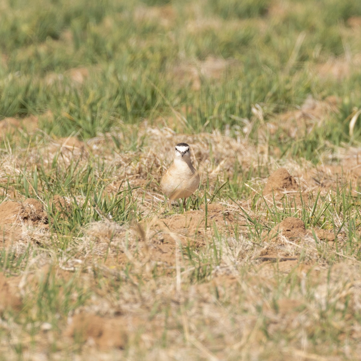 Mountain Plover - ML617029203