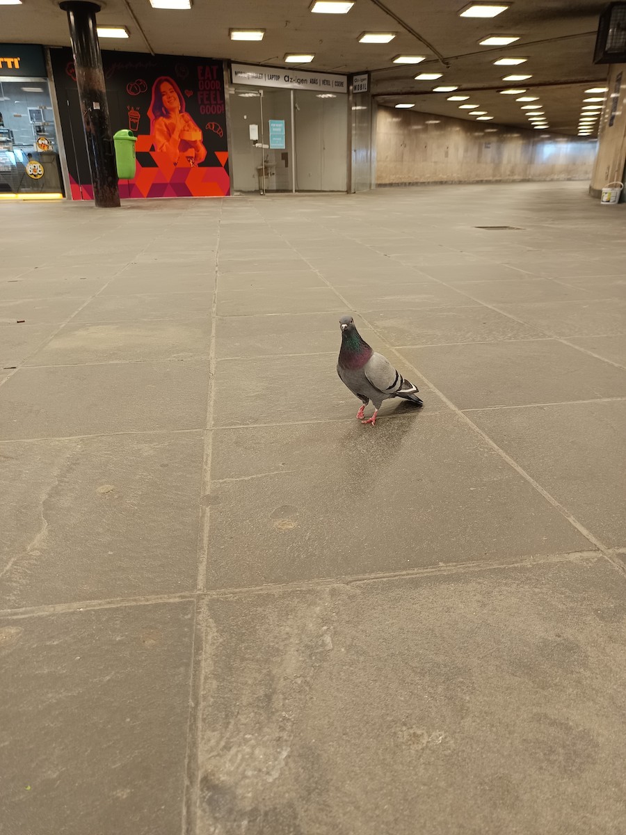 Rock Pigeon (Feral Pigeon) - ML617029267