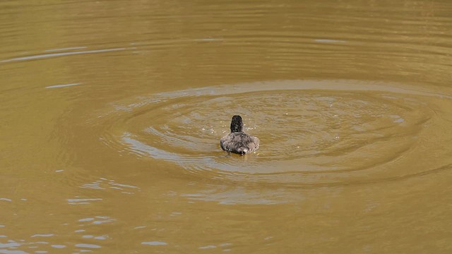 Foulque leucoptère - ML617029331