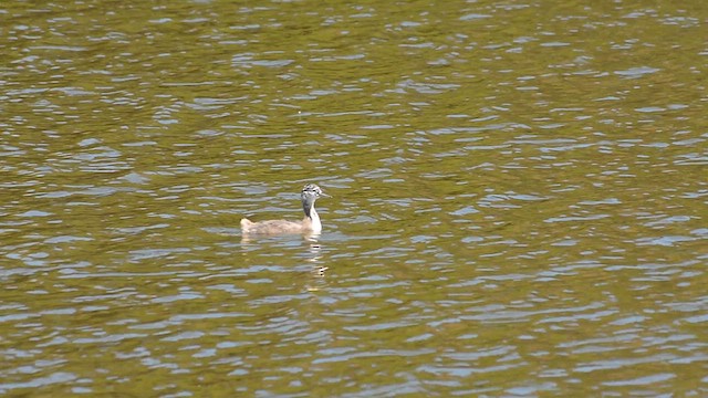 Great Grebe - ML617029347