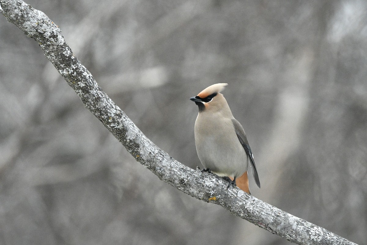 Bohemian Waxwing - Camille  christine