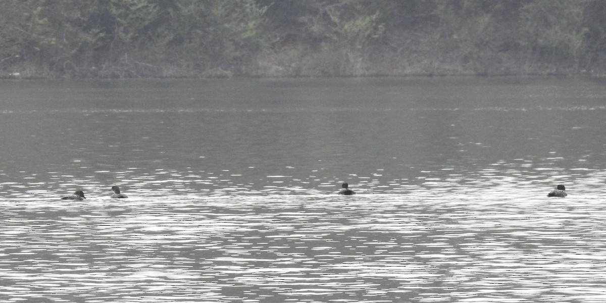 Common Loon - ML617029375