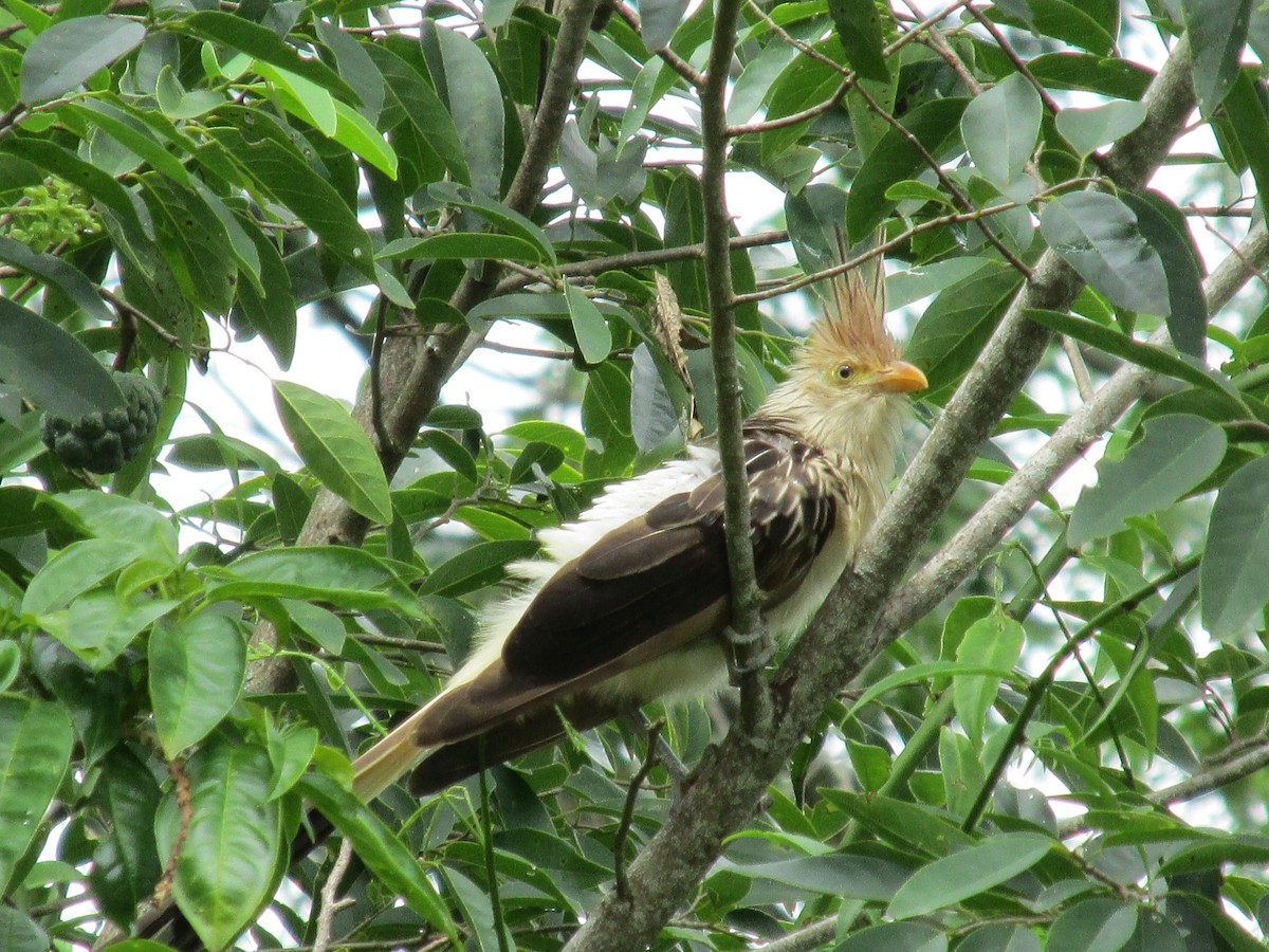 Guira Cuckoo - ML617029384