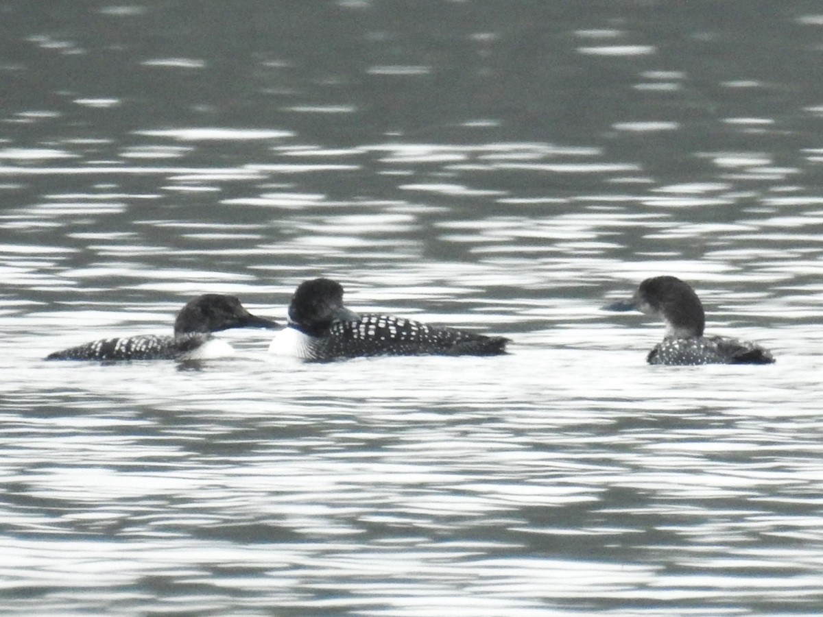 Common Loon - ML617029387