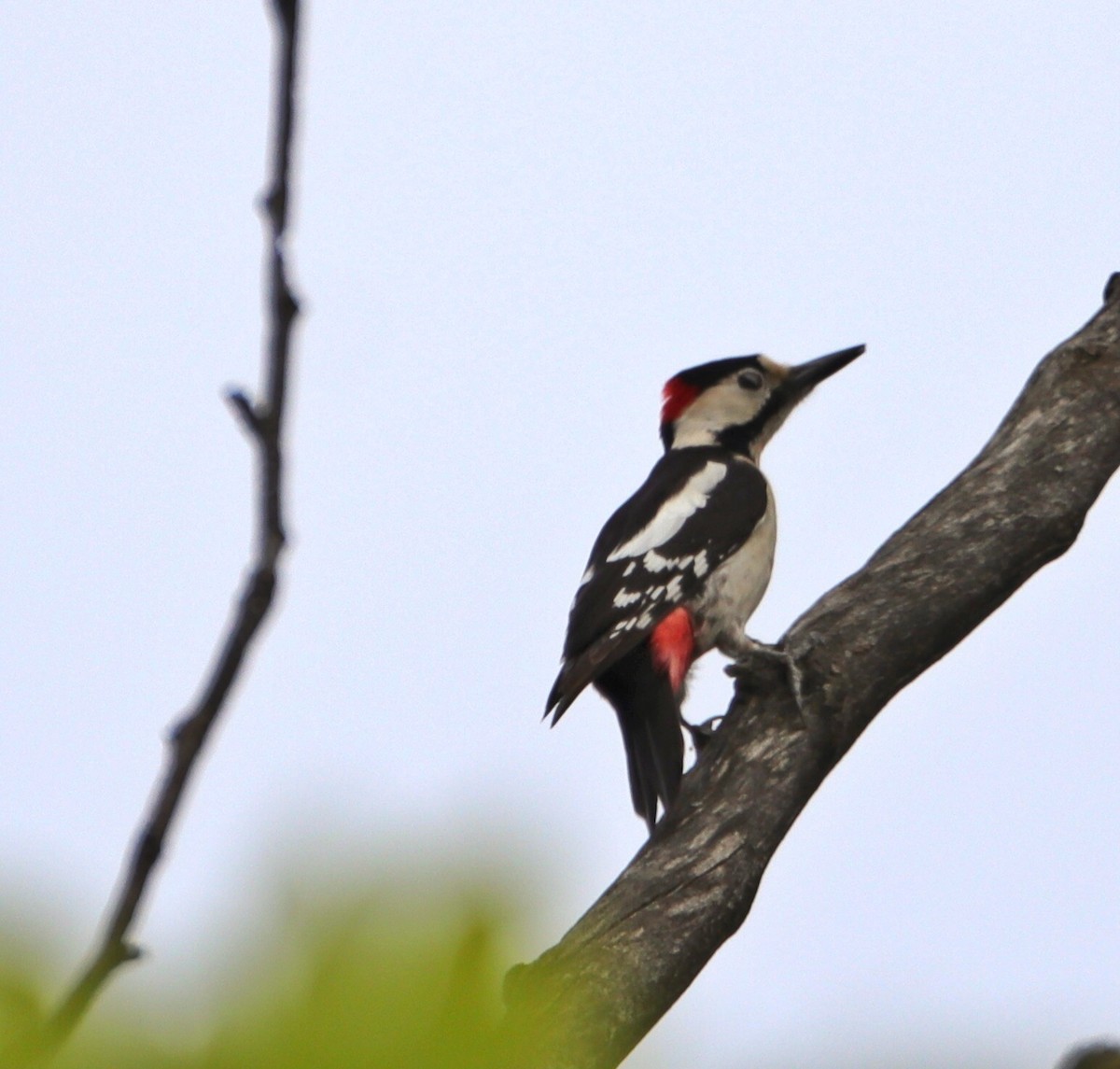 Syrian Woodpecker - ML617029397