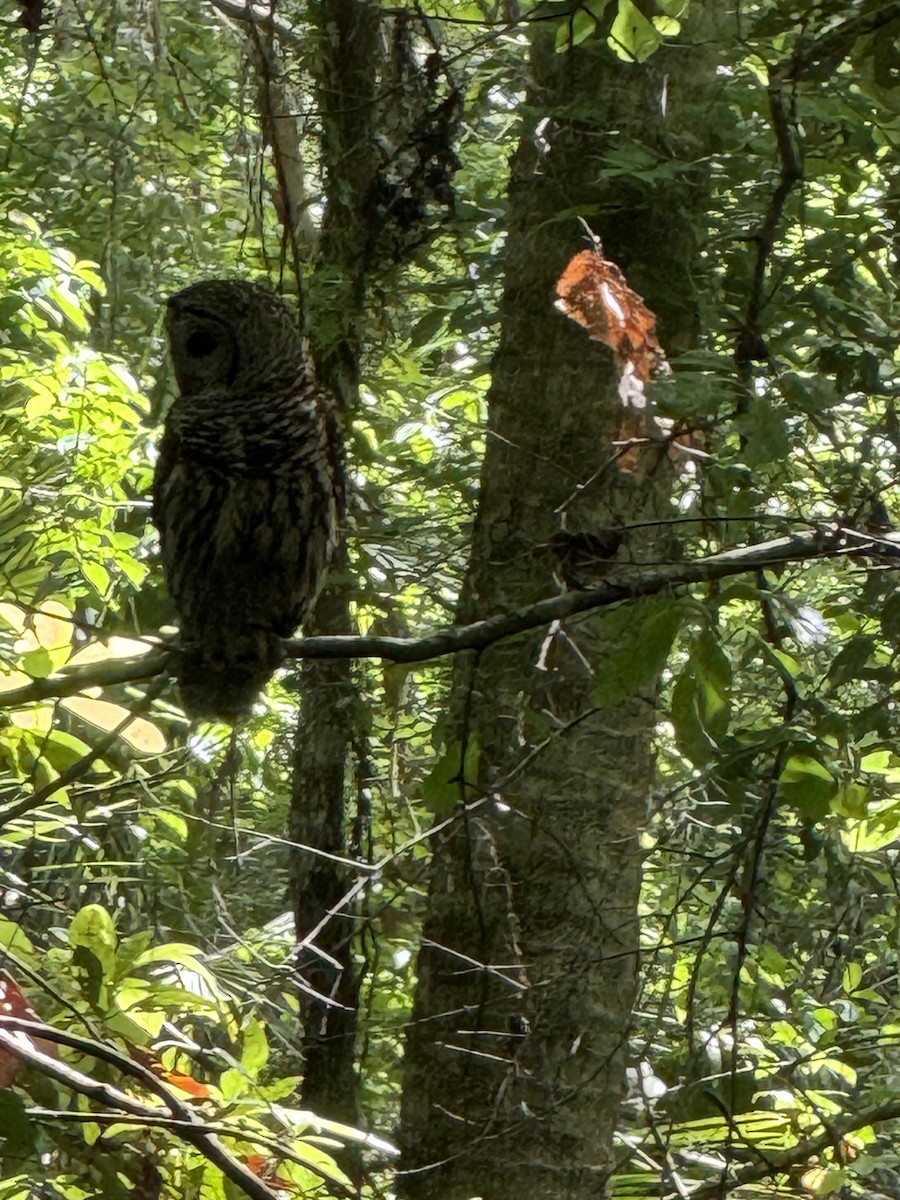 Barred Owl - ML617029478