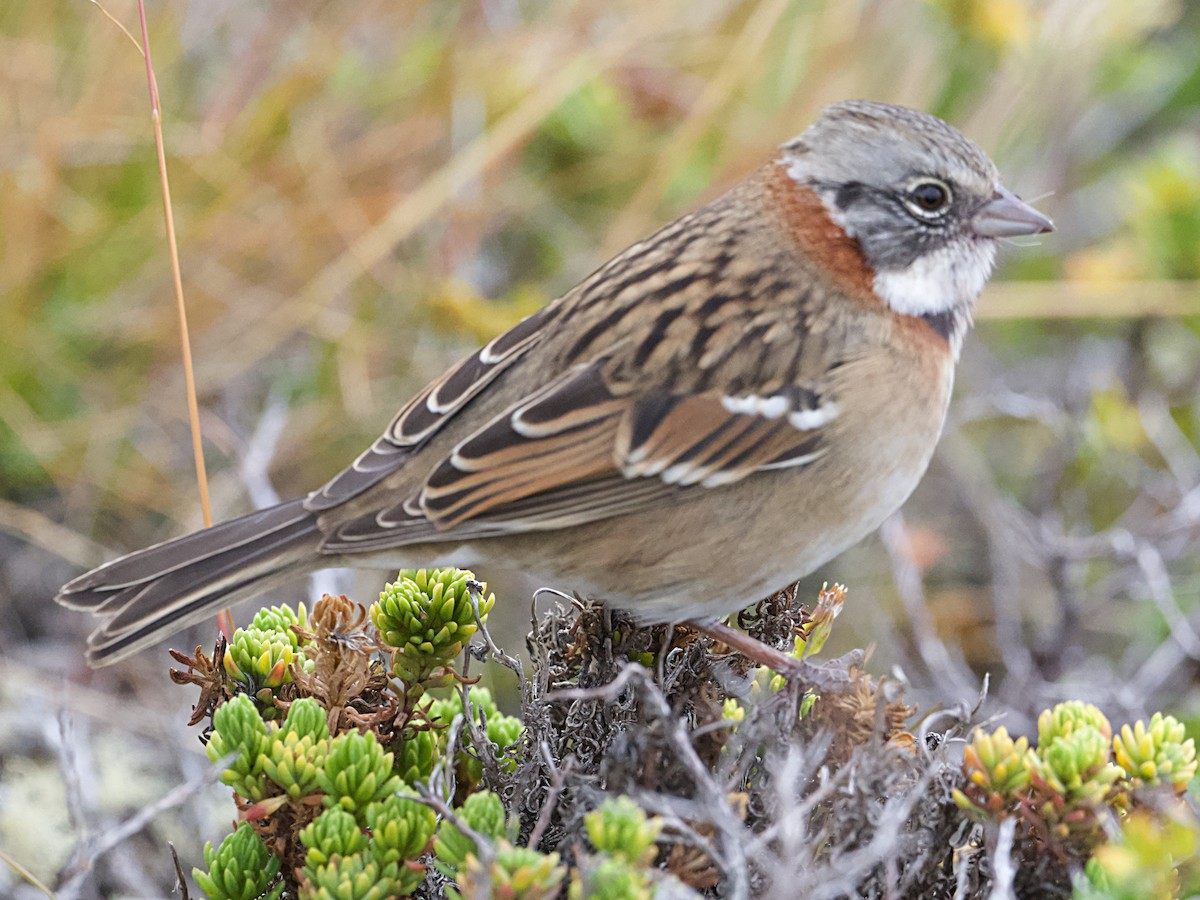 Rufous-collared Sparrow (Patagonian) - ML617029499