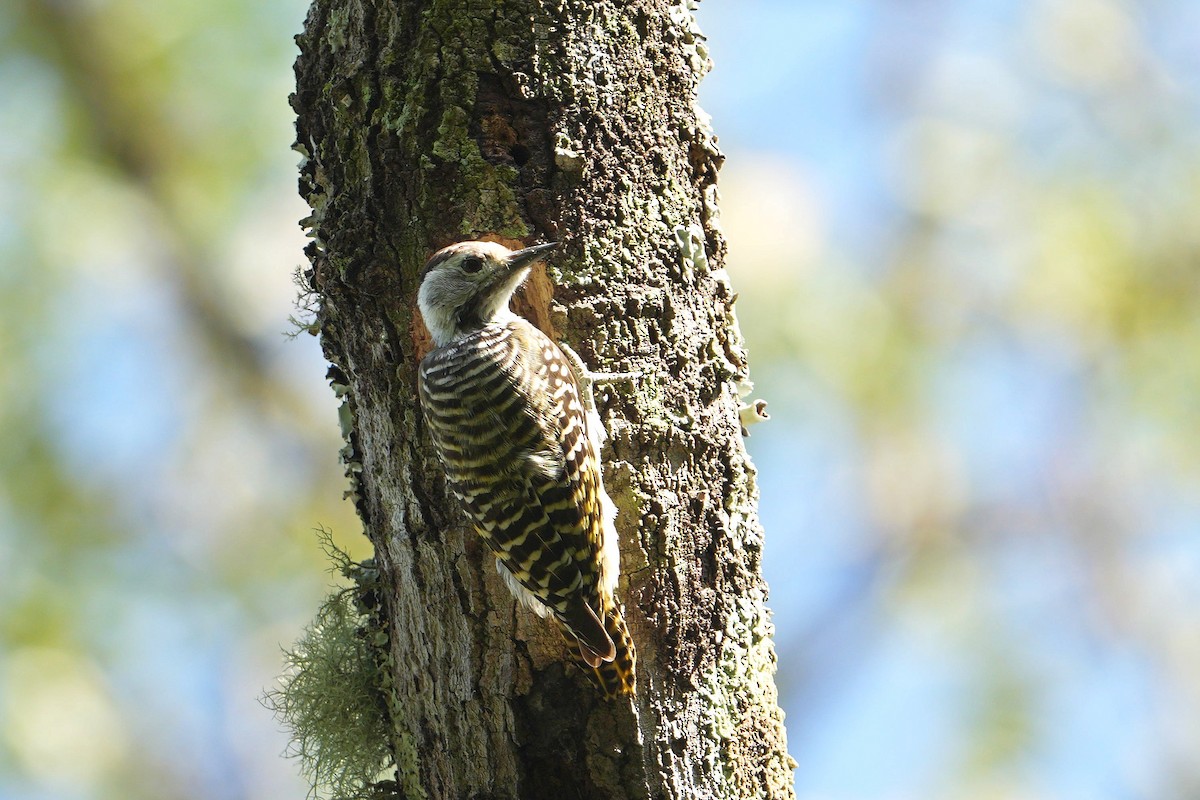 Cardinal Woodpecker - Dave Rimmer