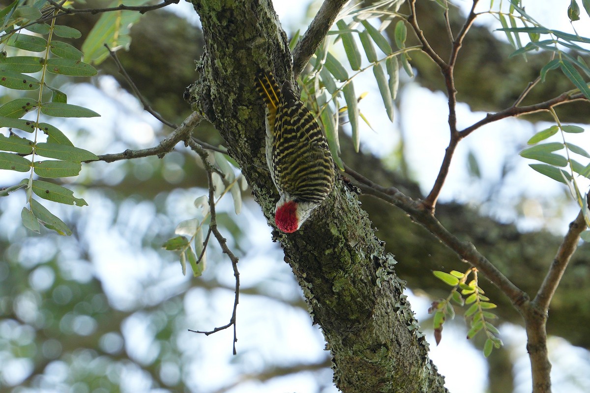 Cardinal Woodpecker - Dave Rimmer