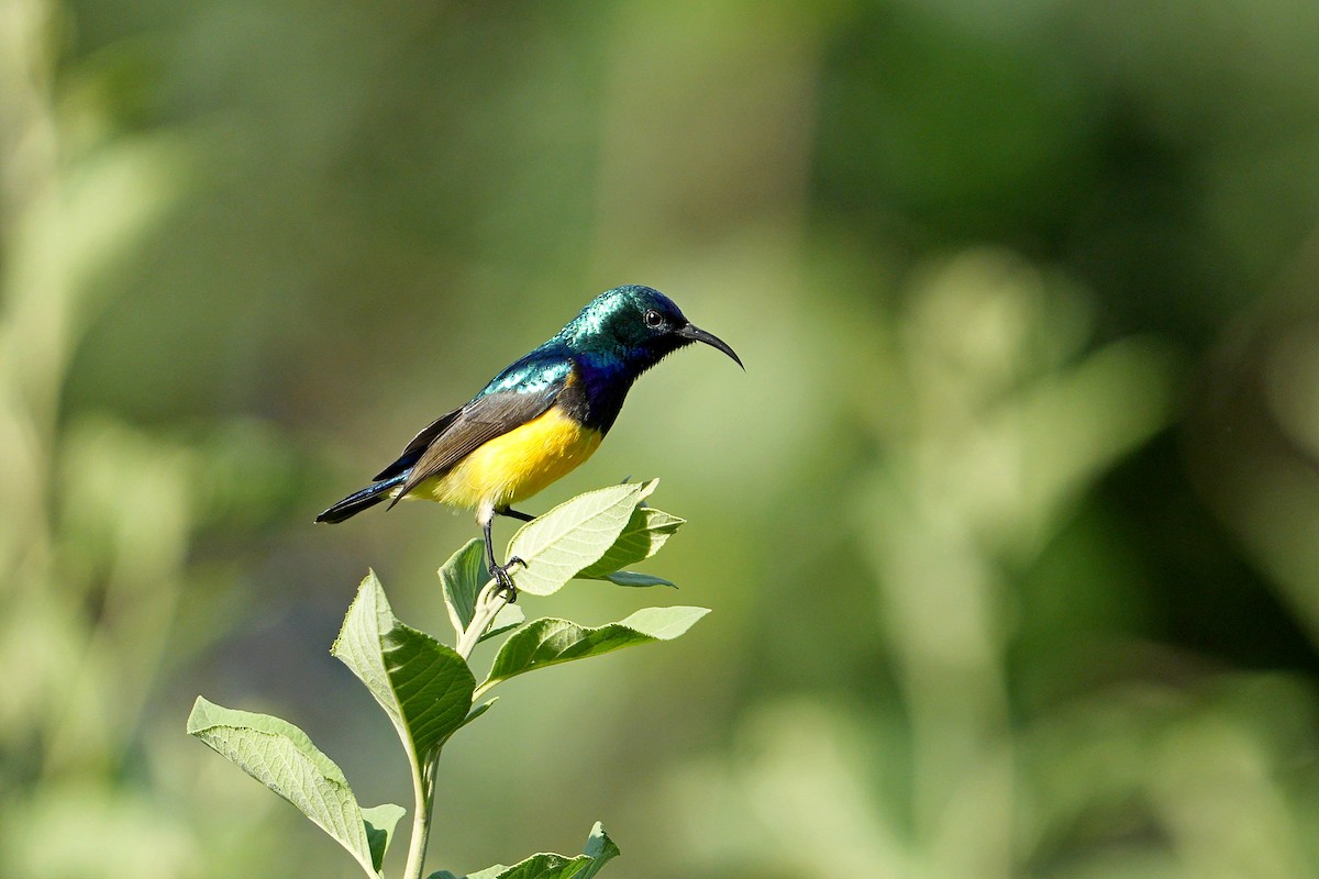 Variable Sunbird - Dave Rimmer