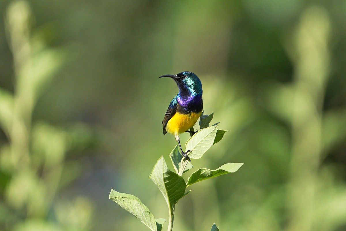 Variable Sunbird - Dave Rimmer