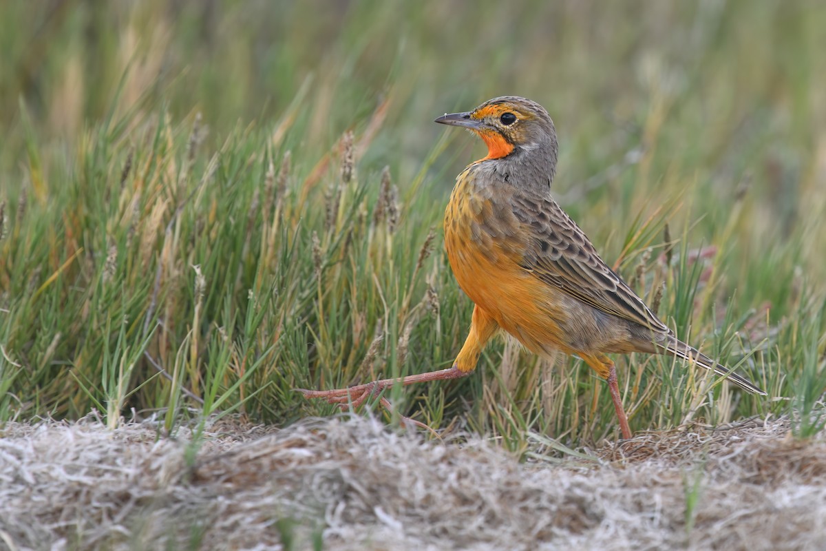 Orange-throated Longclaw - ML617029602