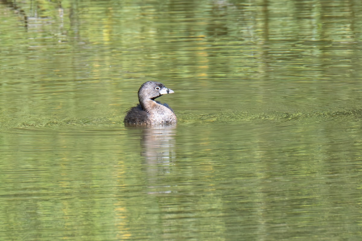 Pied-billed Grebe - ML617029614