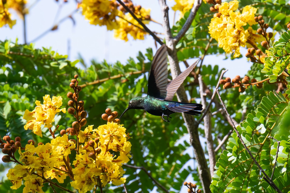 Green-throated Carib - Warren Whaley