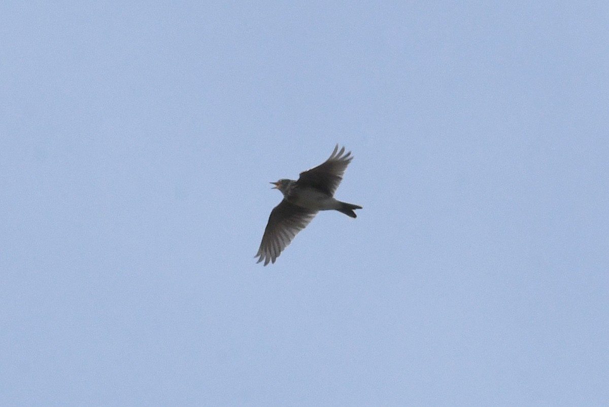 Eurasian Skylark - ML617029682