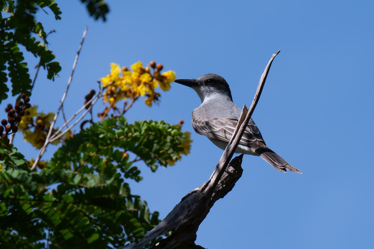 Gray Kingbird - ML617029723