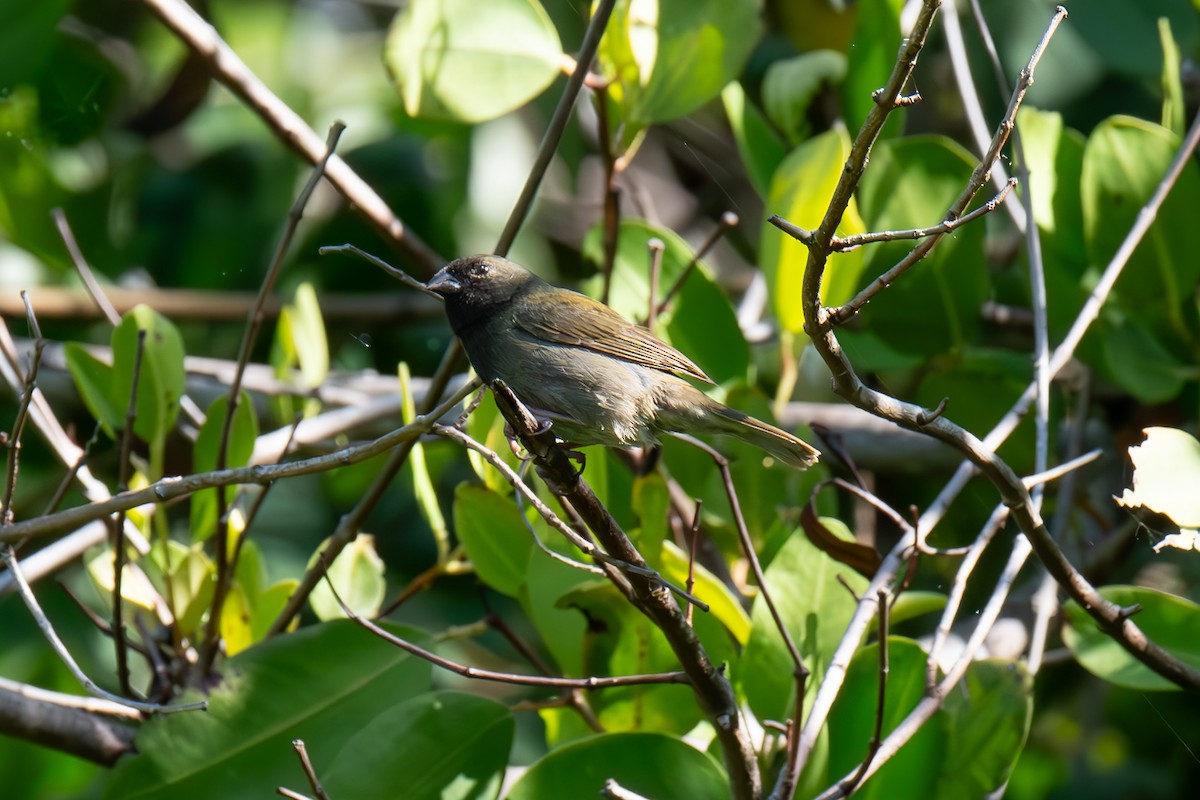 Black-faced Grassquit - Warren Whaley