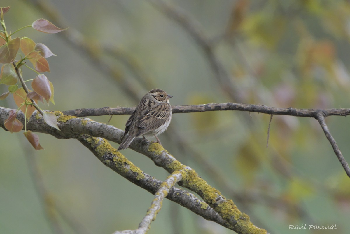 Little Bunting - Raul Pascual