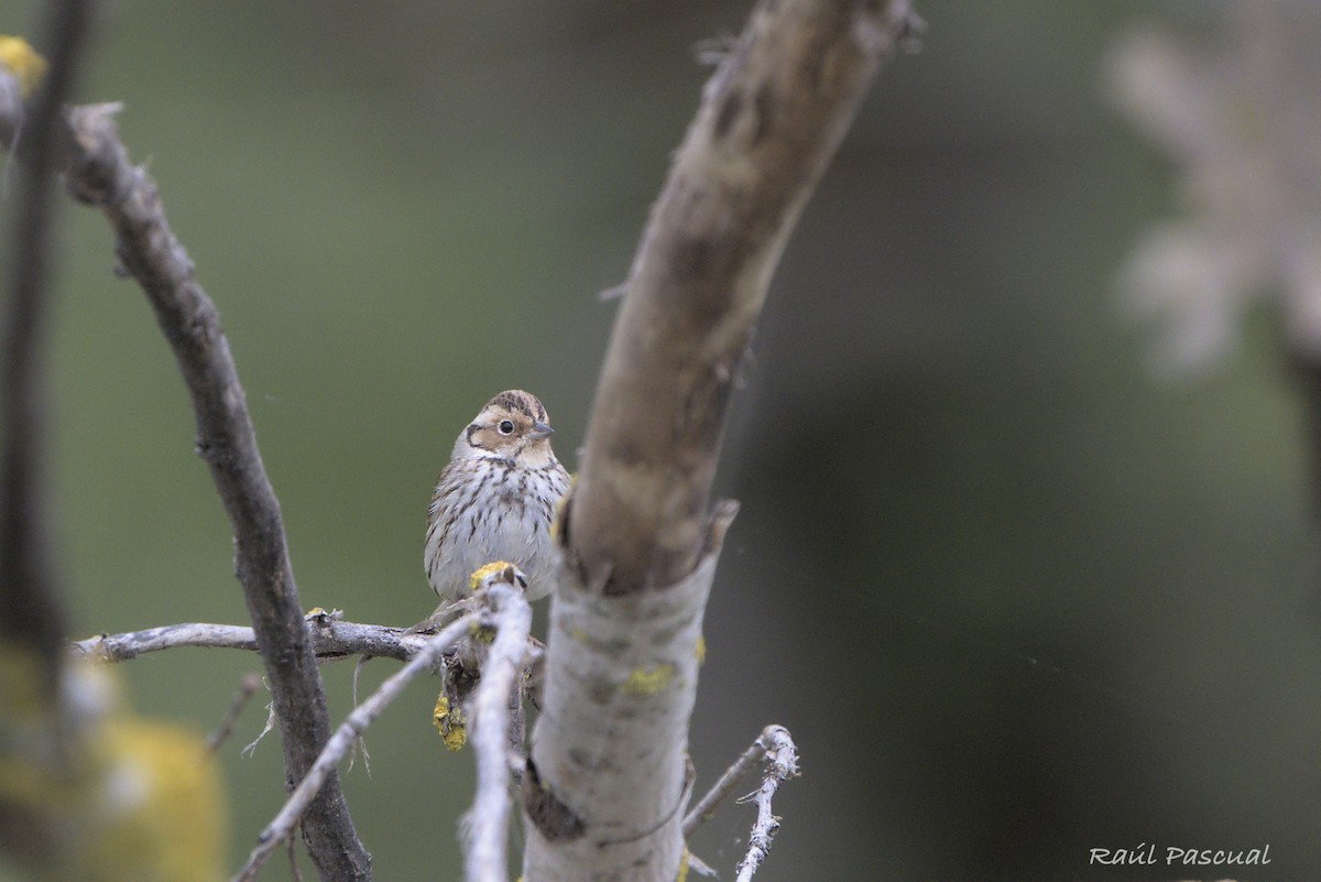 Little Bunting - Raul Pascual