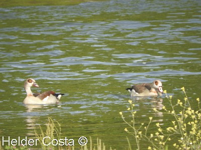 Egyptian Goose - ML617029780