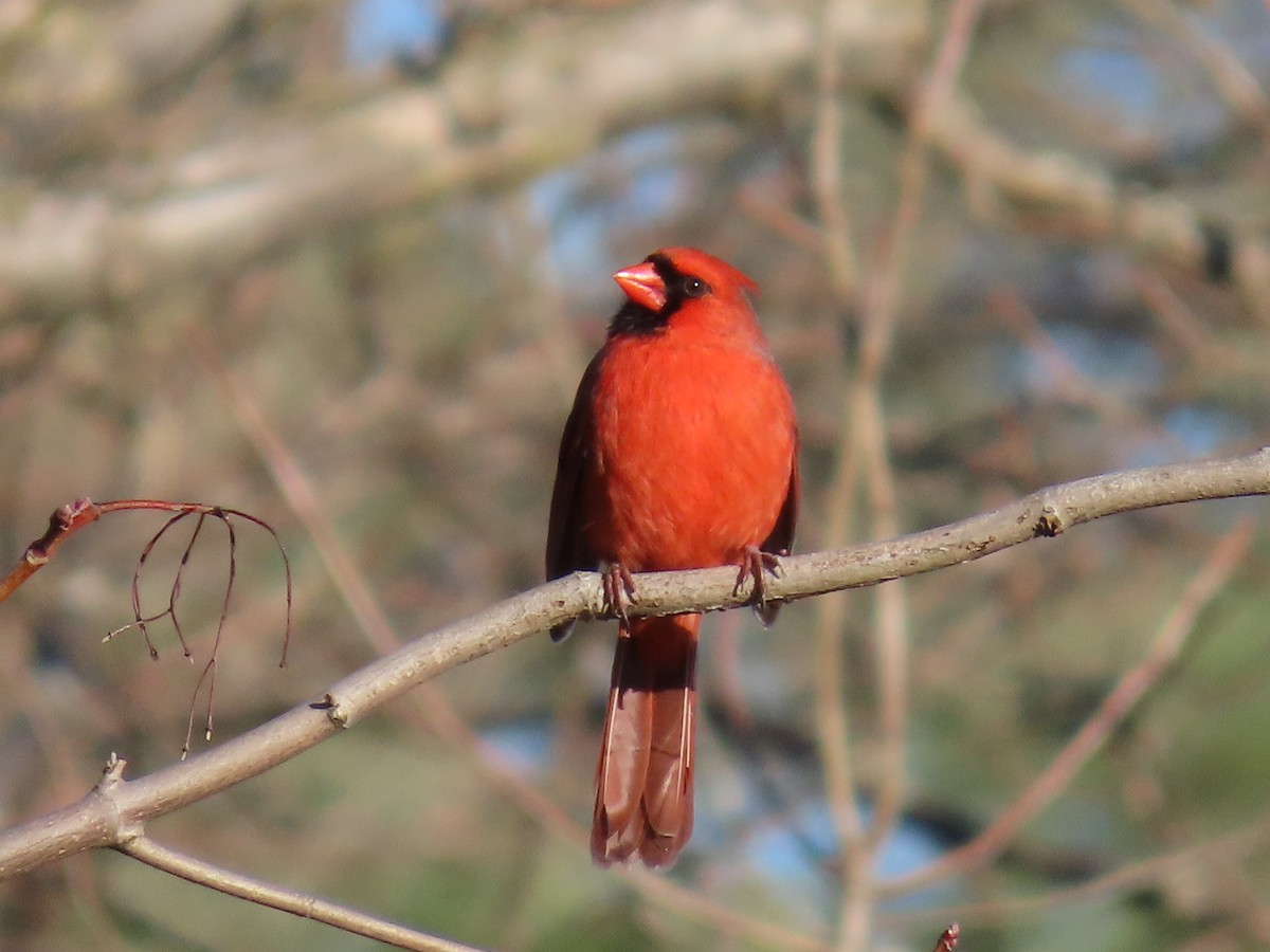 Cardinal rouge - ML617029789