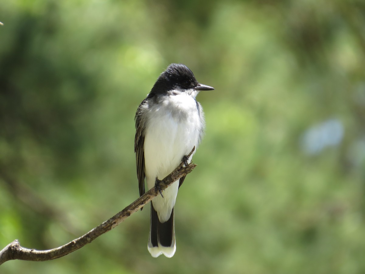 Eastern Kingbird - Ann Truesdale