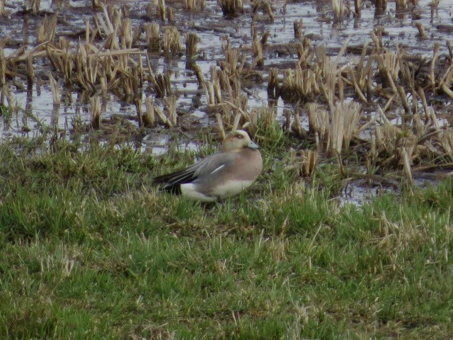 Eurasian Wigeon - ML617029816