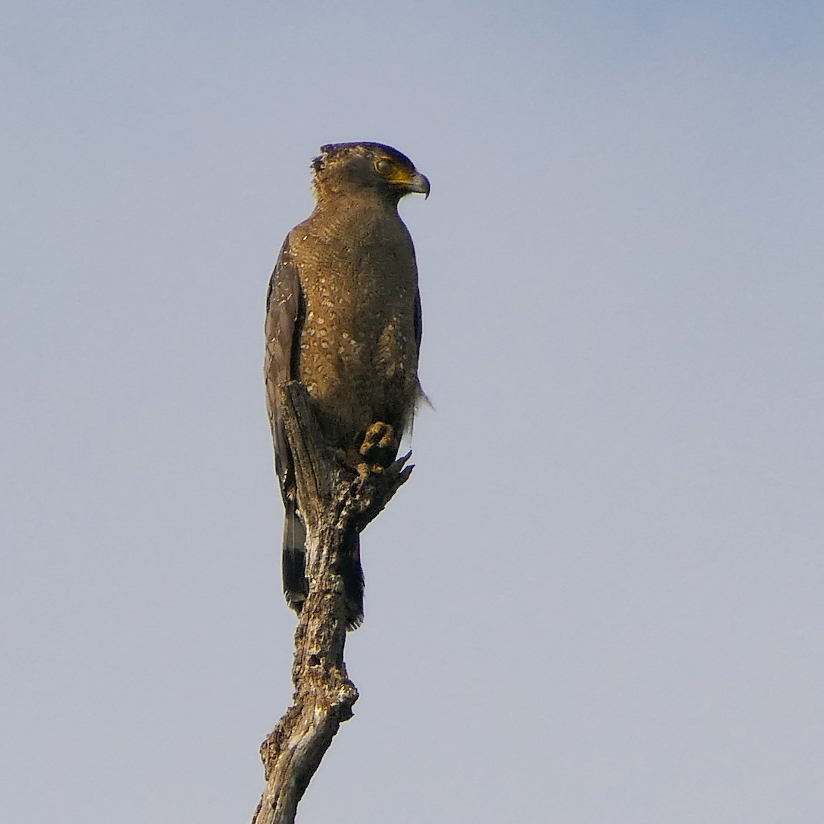 Crested Serpent-Eagle - ML617029838