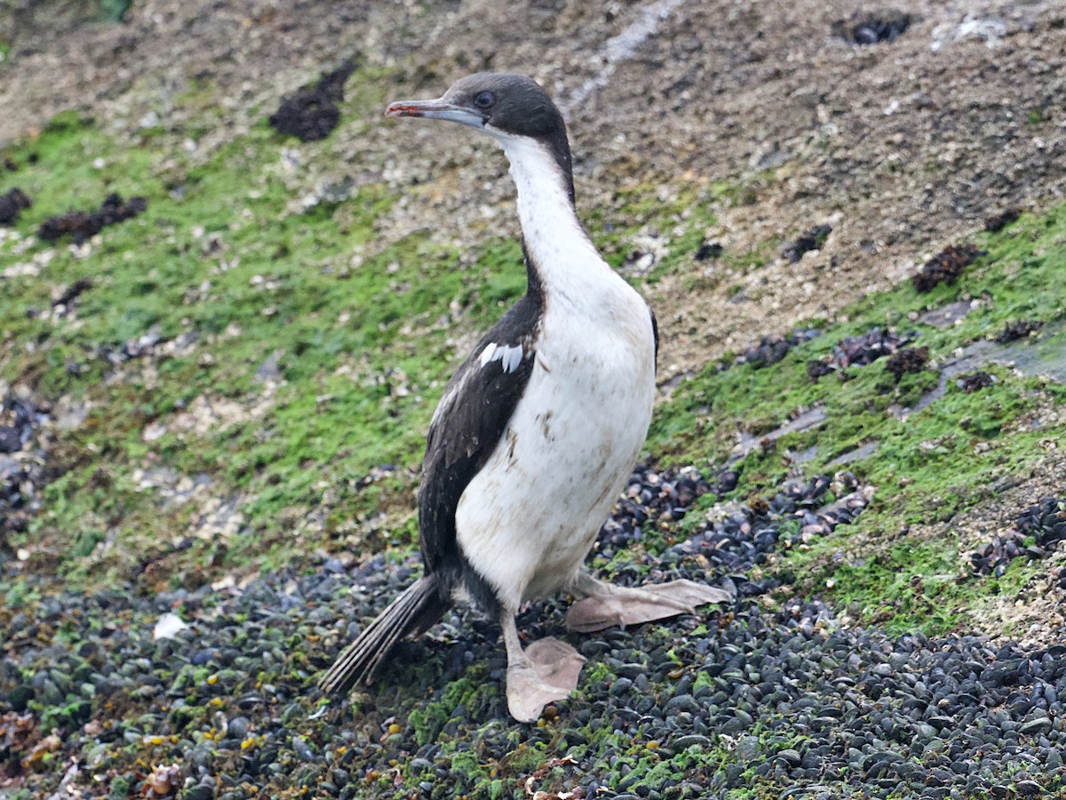 Cormorán Imperial - ML617029846