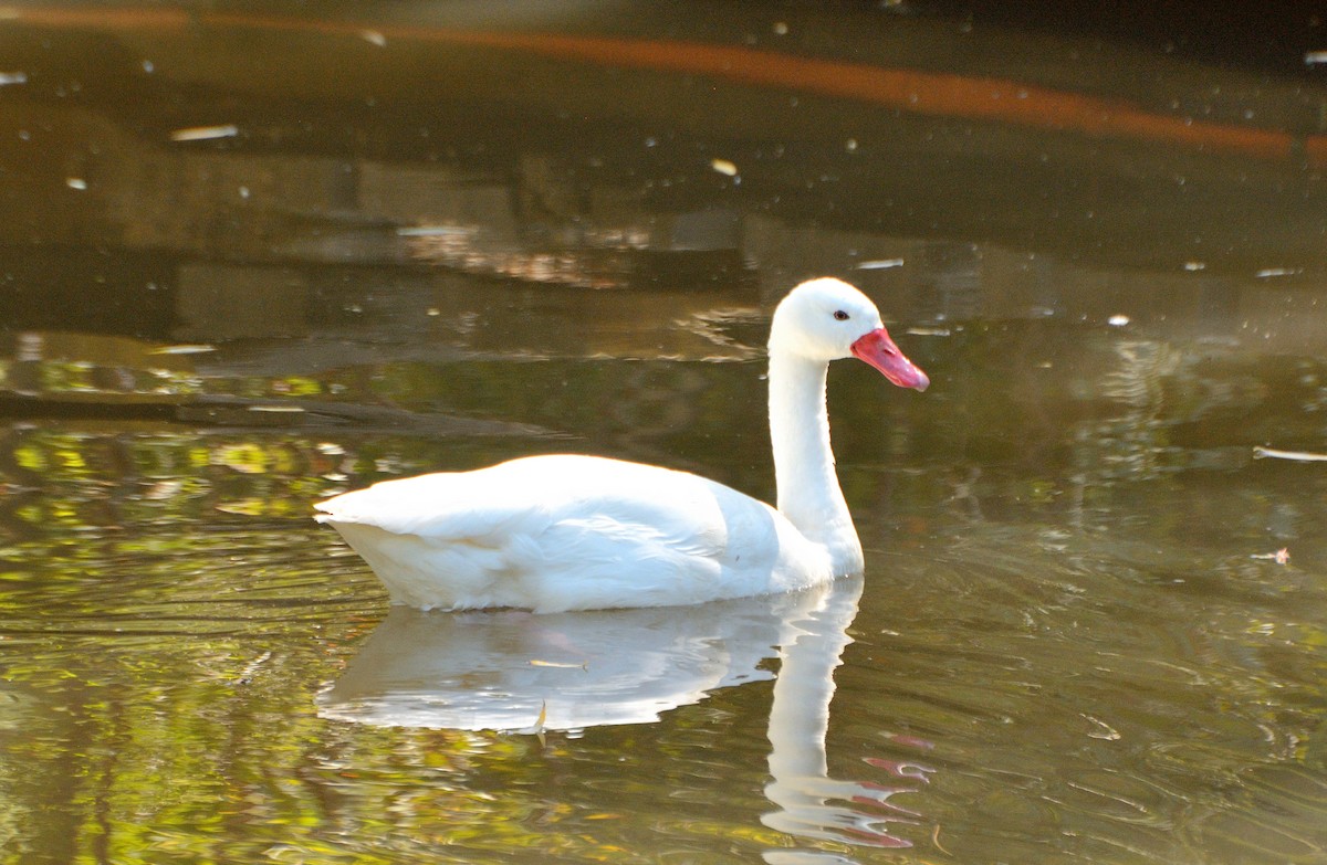 Coscoroba Swan - Felipe de Groote Páez