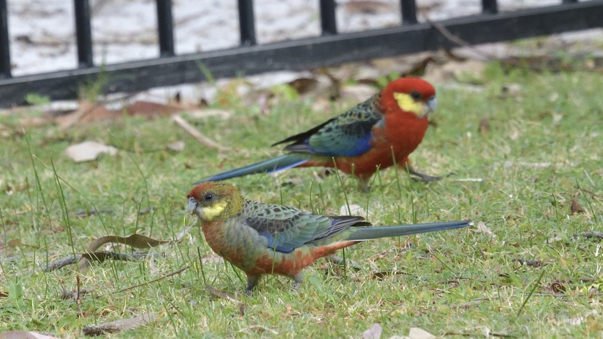 Western Rosella - Elaine Rose