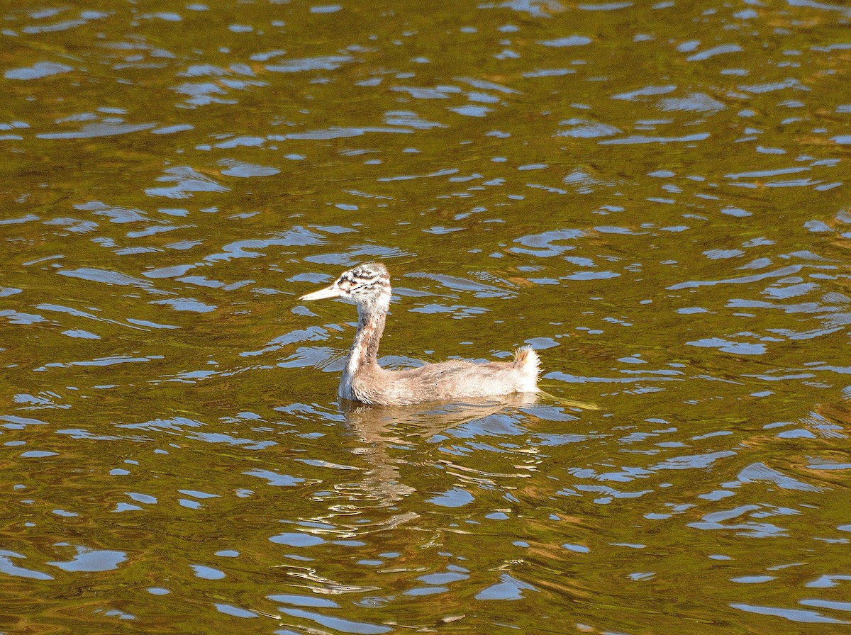 Great Grebe - ML617029954