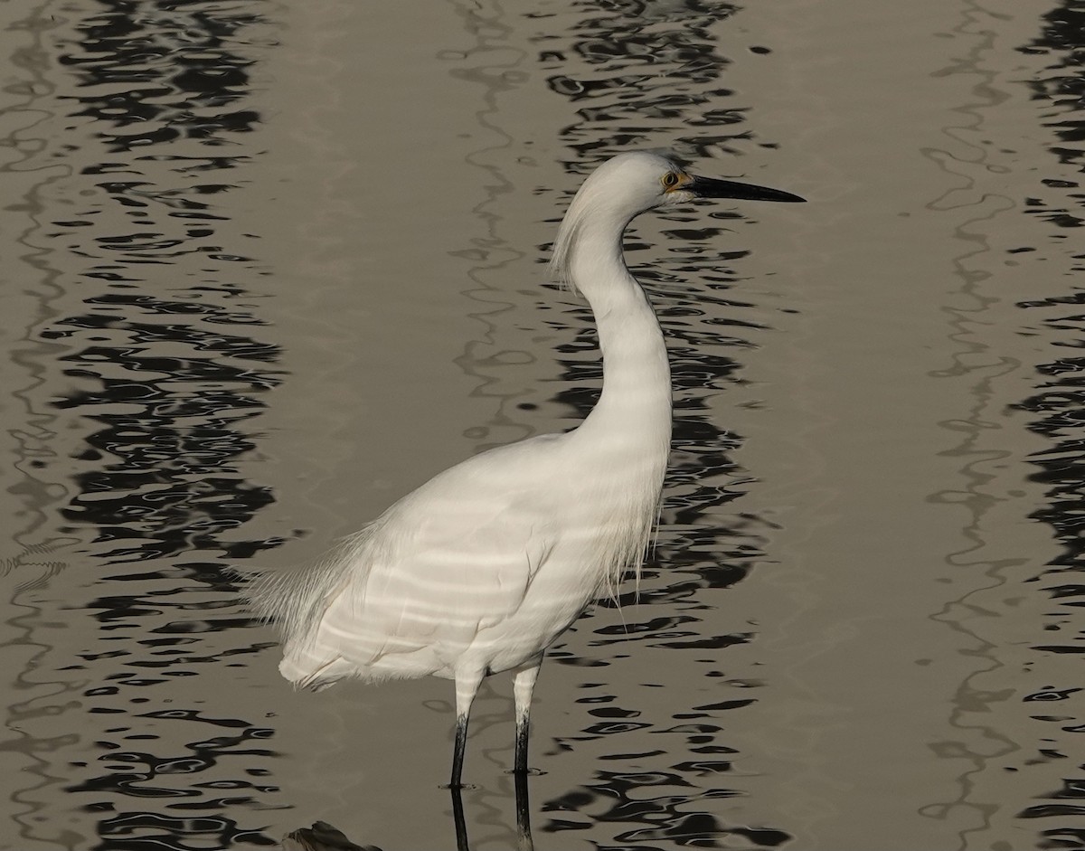 Snowy Egret - ML617030003