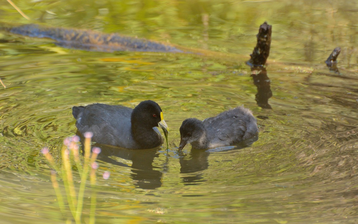 White-winged Coot - Felipe de Groote Páez