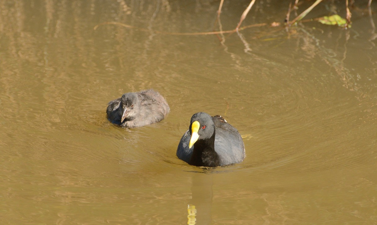 White-winged Coot - Felipe de Groote Páez