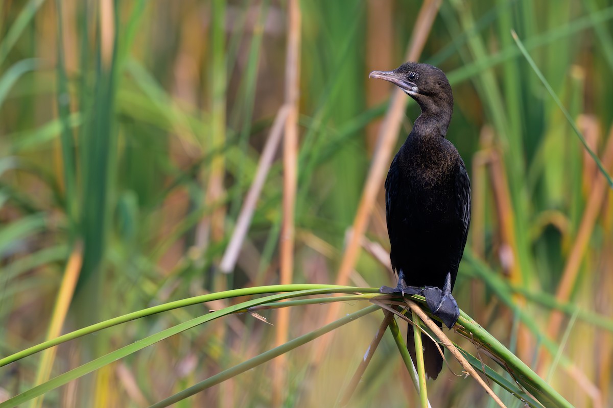 Little Cormorant - ML617030023