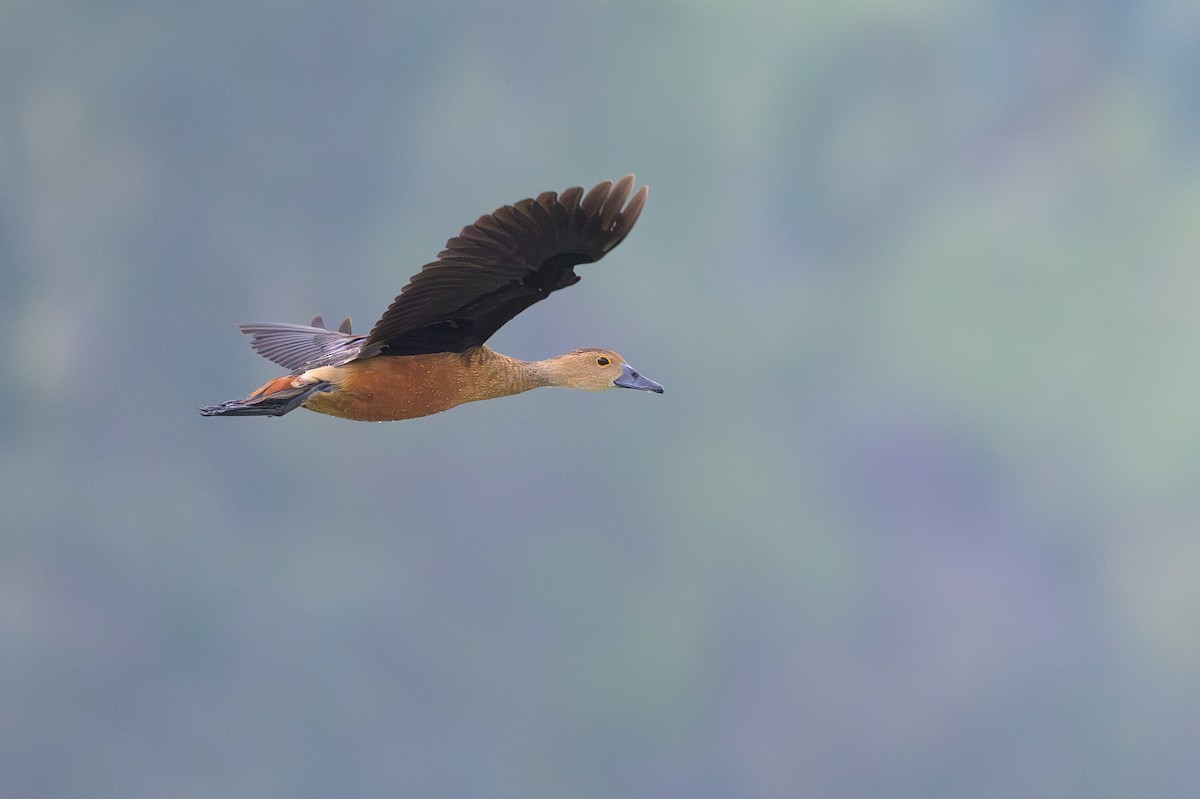 Lesser Whistling-Duck - ML617030032