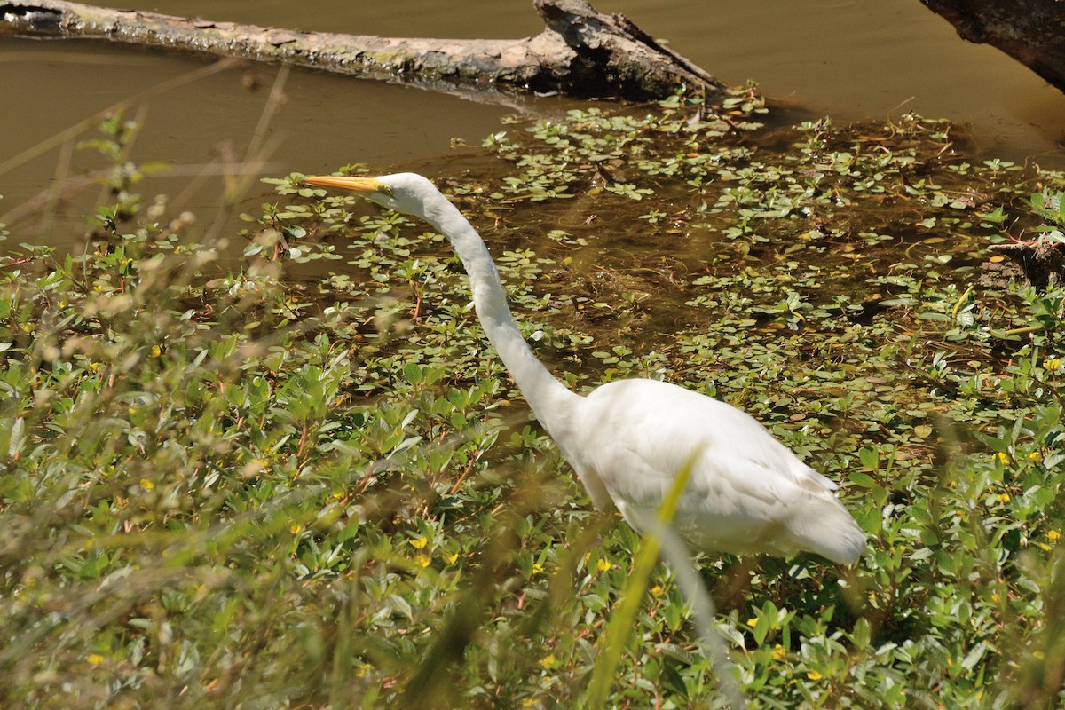 Grande Aigrette - ML617030035