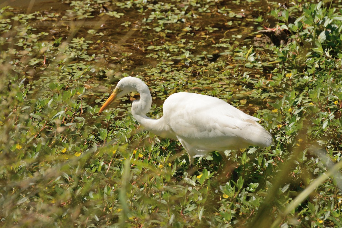 Great Egret - ML617030036