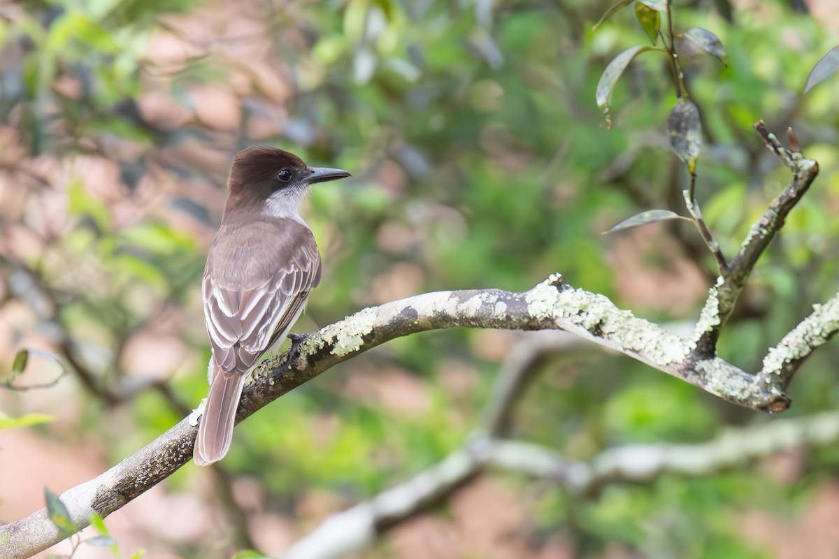 Loggerhead Kingbird (Puerto Rico) - ML617030047